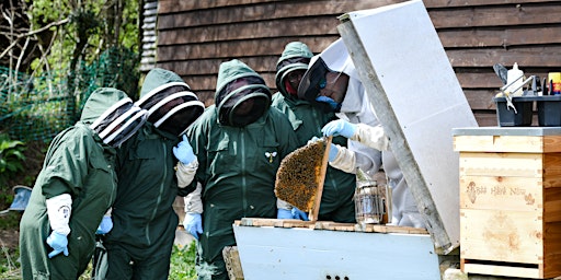 Hauptbild für Beekeeping Experience: Mid Week
