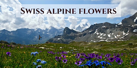 Primaire afbeelding van Alpine flowers of the Swiss Alps