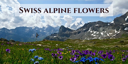 Alpine flowers of the Swiss Alps primary image