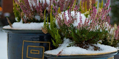 Plant a 'backdoor' pot for colour through the winter primary image