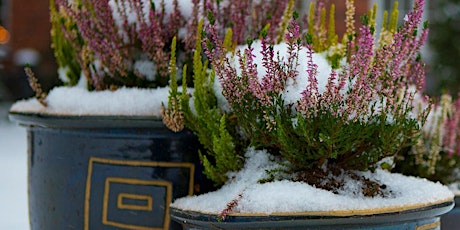 Plant a 'backdoor' pot for colour through the winter