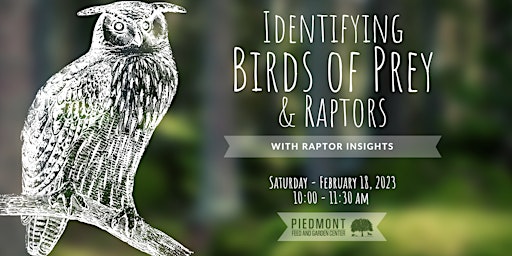 Identifying Birds of Prey & Raptors with Raptor Insights primary image