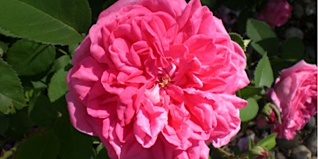 Fairmount Cemetery Heritage Rose Sale