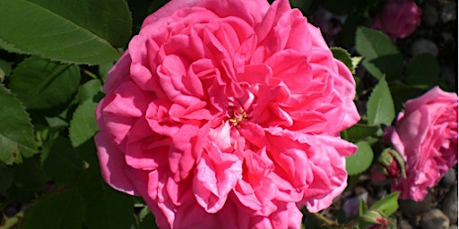 Fairmount Cemetery Heritage Rose Sale primary image