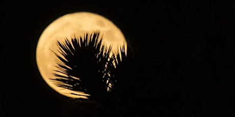 Photographing Joshua Tree by Moonlight