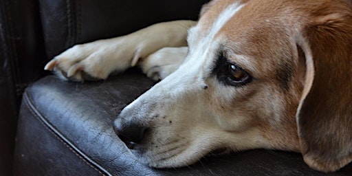 Understanding Trauma in Dogs - Three-Part Series