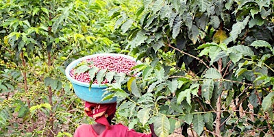 Immagine principale di PDX - ORIGINS