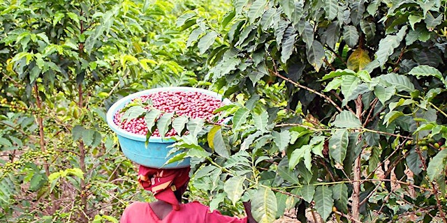 Image principale de PDX - ORIGINS