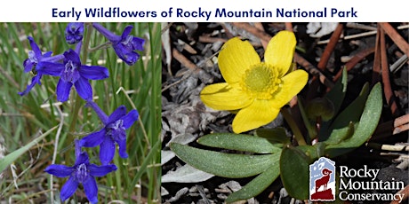 Early Wildflowers of Rocky Mountain National Park
