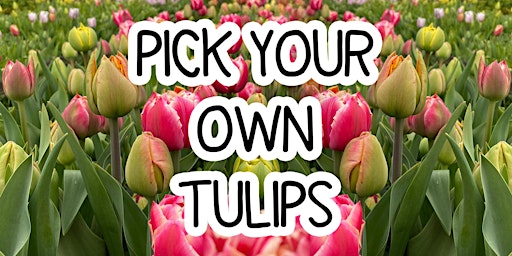 Pick Your Own Tulips - Saturday 22nd April
