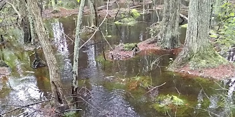 Swamp Life Tour