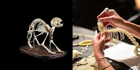 Cat Skeleton Articulation Class with Curator Ryan Matthew Cohn