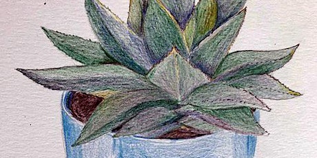 Nature Drawing: March 2 - Plants in Pots