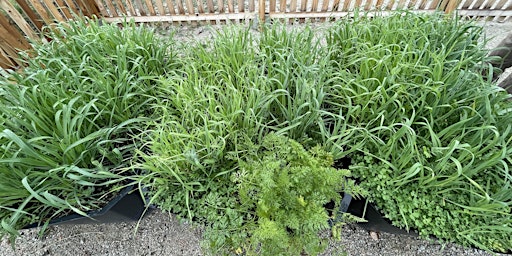 Cover Crops for Nutrient-Rich Soils and Weed-Free Gardens