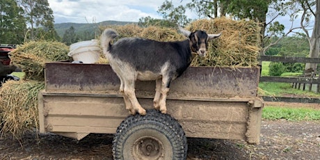 Farm & Arabian Horse Tour - Central Coast NSW