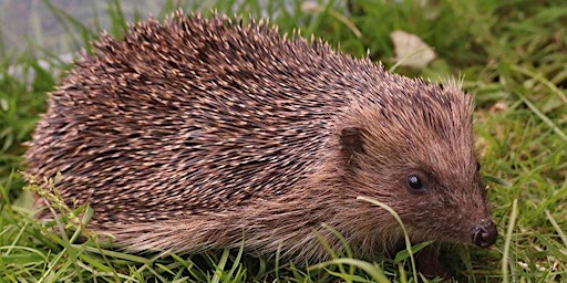 Hauptbild für Members Only - Hedgehogs