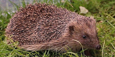 Members Only - Hedgehogs primary image