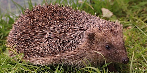 Image principale de Members Only - Hedgehogs