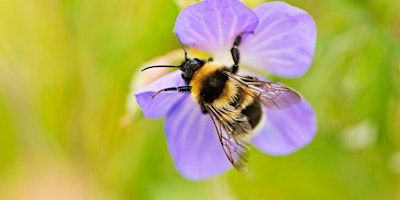 Imagem principal do evento Identifying Bumblebees at Attenborough Nature Reserve