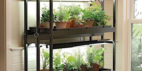 Grow Herbs, Tomatoes, Flower Plants & more Indoors with Grow Lights primary image
