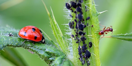 Biorational Pesticides: Eco-Friendly Pest Control (webinar)