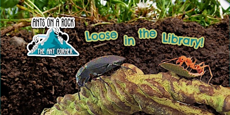 Loose in the Library - Live Insects with Ants on a Rock