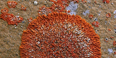 Lovin' Lichens primary image