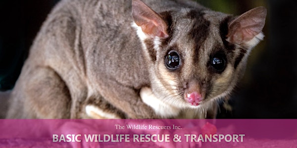 Basic Wildlife Rescue & Transport Training