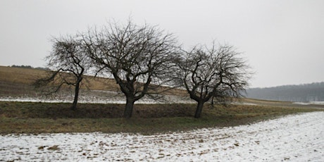 Pruning Forgotten Old Apple Trees