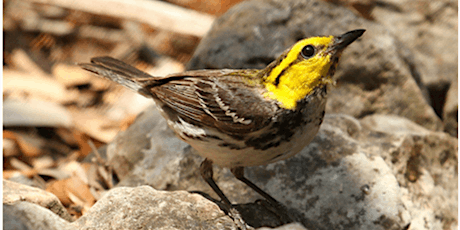 Spring Cleaning for Golden Cheeked Warblers at Twin Springs Preserve
