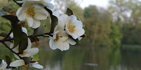 Primaire afbeelding van Magnifieke Magnoliawandeling