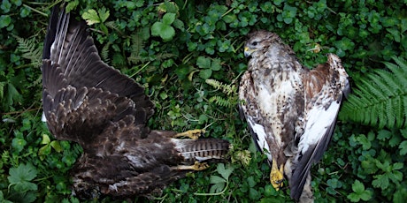 SOS Online - Raptor persecution and its impact - RSPB Wildlife Crime Unit