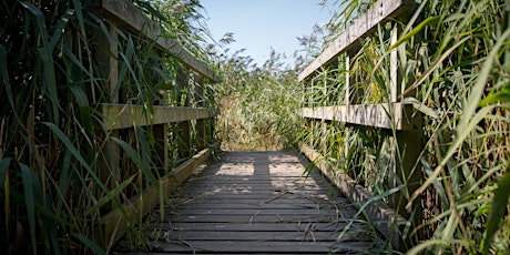 Primaire afbeelding van Photography Walkshop - Wetlands and Harbour Walk at Fishbourne Meadows