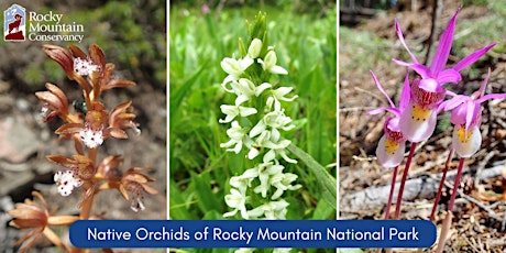 Native Orchids of Rocky Mountain National Park