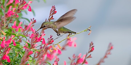 Walk & Talk: Birds in the Garden 2023 primary image