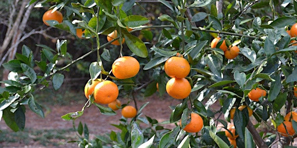 Cultivating Citrus in Central Florida: A Comprehensive Guide