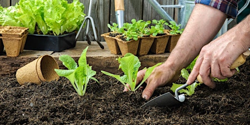 Simple Steps to a Successful Garden