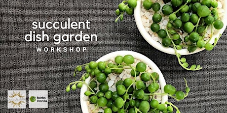 Succulent Dish Garden Workshop primary image