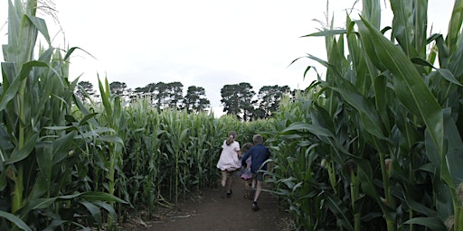 Rupertswood Farm Crop Maze 2023