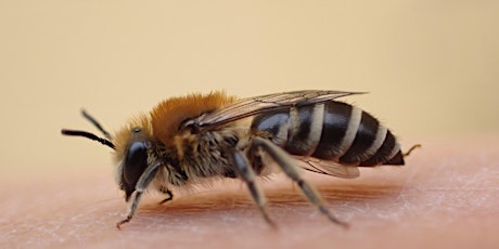 Irish Bees for Beginners