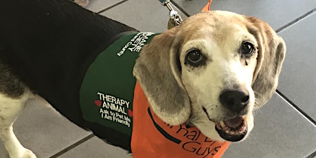 FREE Eye Exams for Service Animals  primary image