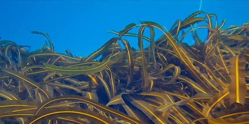 Atlantic Canadian Kelp Research Connector