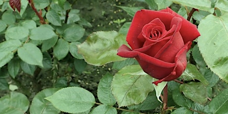 Successful Gardener - Five Essentials of Growing Beautiful Roses