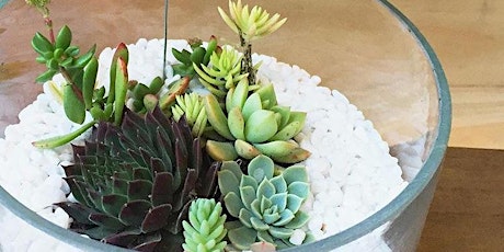 Joy Succulents: Build Your Own Terrarium primary image