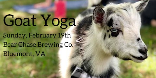 Goat Yoga at Bear Chase Brewing Co.