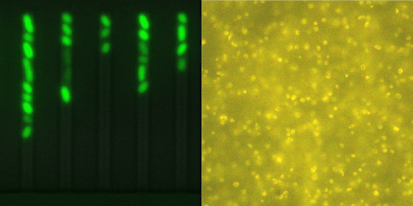 Microfluidics and modelling for investigating cellular heterogeneity