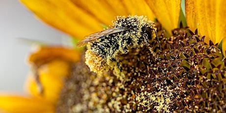 Pests and Pollinators (webinar)