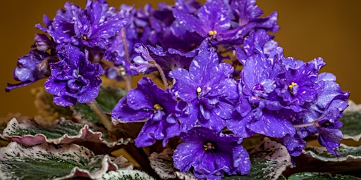 Heart of Jacksonville African Violet Society 30th Display and Sale