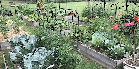 Organic Vegetable Gardening: Care and Maintenance
