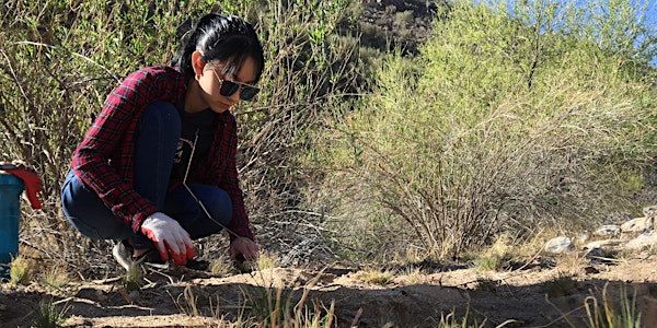 Watering and Weeding in Bear Canyon